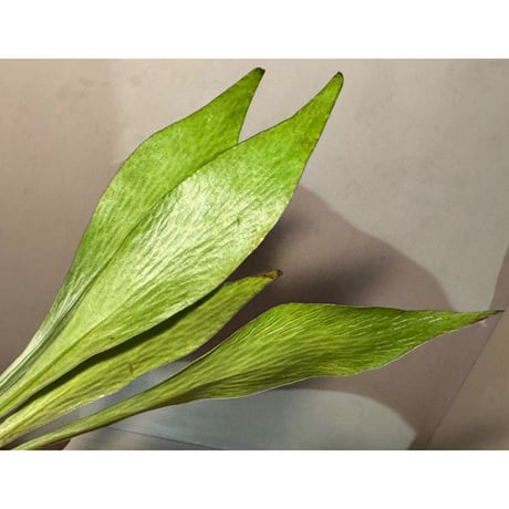 Antrophyum sp. from Aceh sumatera