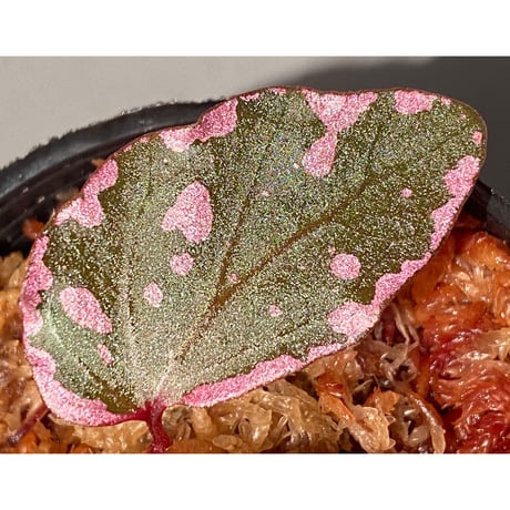 Begonia sp. "Crazy pink" from Lampung sumatera [LA1118-03]