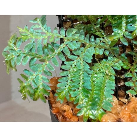 Selaginella willdenowii
