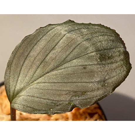 Homalomena sp. "Imperial Japanese Navy" from Resum P.Lingga [AZ0517-11] ②