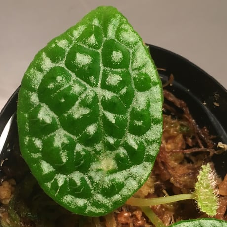 Begonia microsperma from Cameroon