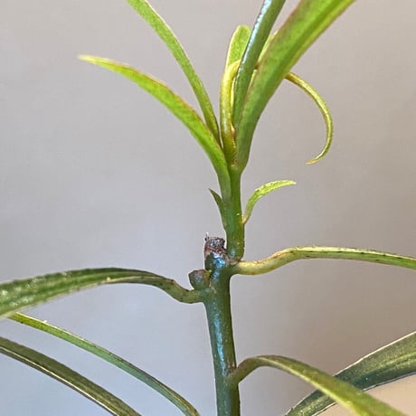 Ardisia sp. from Kapuas Hulu Kalimantan barat