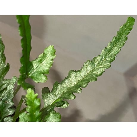 Bolbitis sp. from Siberut [LA 2012年]