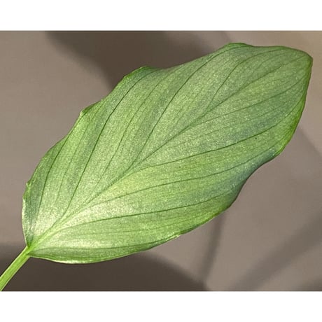 Homalomena sp. from West Java