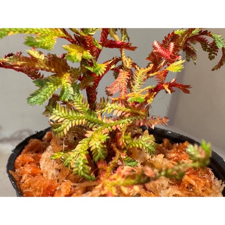 Selaginella erythropus from West Java