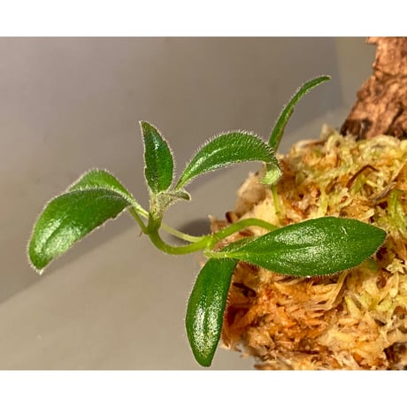 Columnea cf. crassifolia from Colombia [LA0316-03-f1]