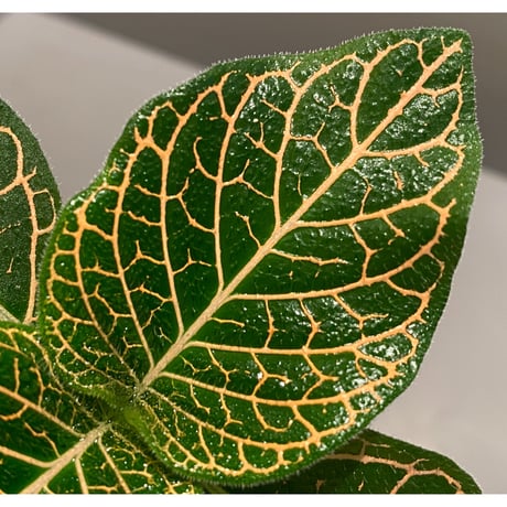 Argostemma neurocalyx from Riau sumatera [LA0815-02]