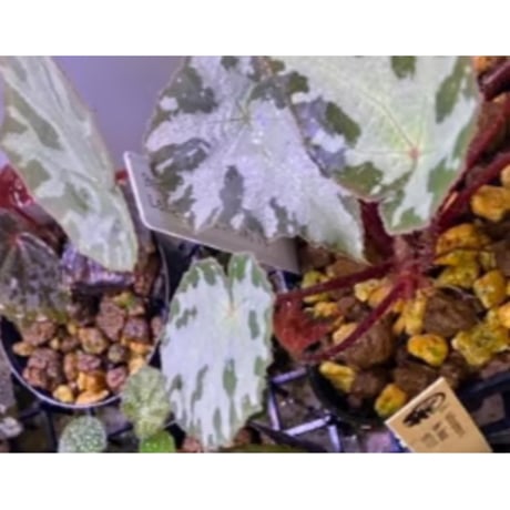 Begonia sp. from Lang Son [YH1219] TK