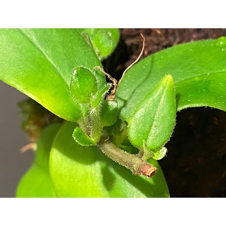 Aeschynanthus sp. from South Sulawesi [STRINGE PLANTS]