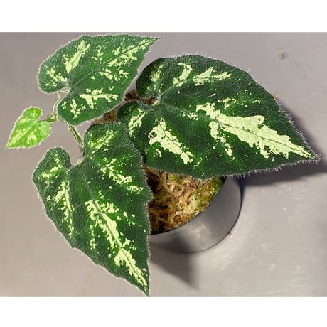 Unknown climbing plants from Ngabang West Kalimantan