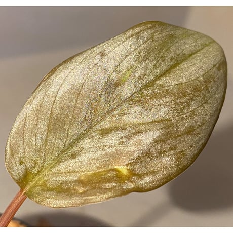 Homalomena sp. "Silver Bullet" from Pulau Lingga [AZ0917-1]
