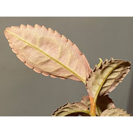 Emblemantha urnulata (Labisia sp.) from Riau sumatera [LA0815-01]