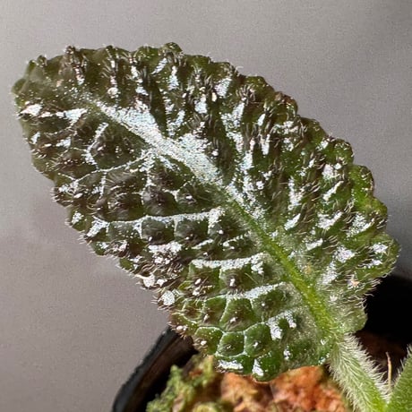 Nautilocalyx sp. 伊藤蟻植物農園
