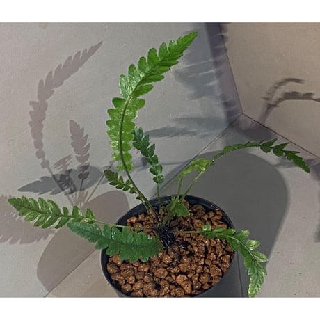 Blechnum obtusatum var. obtusatum from New Caledonia (固有種) ②