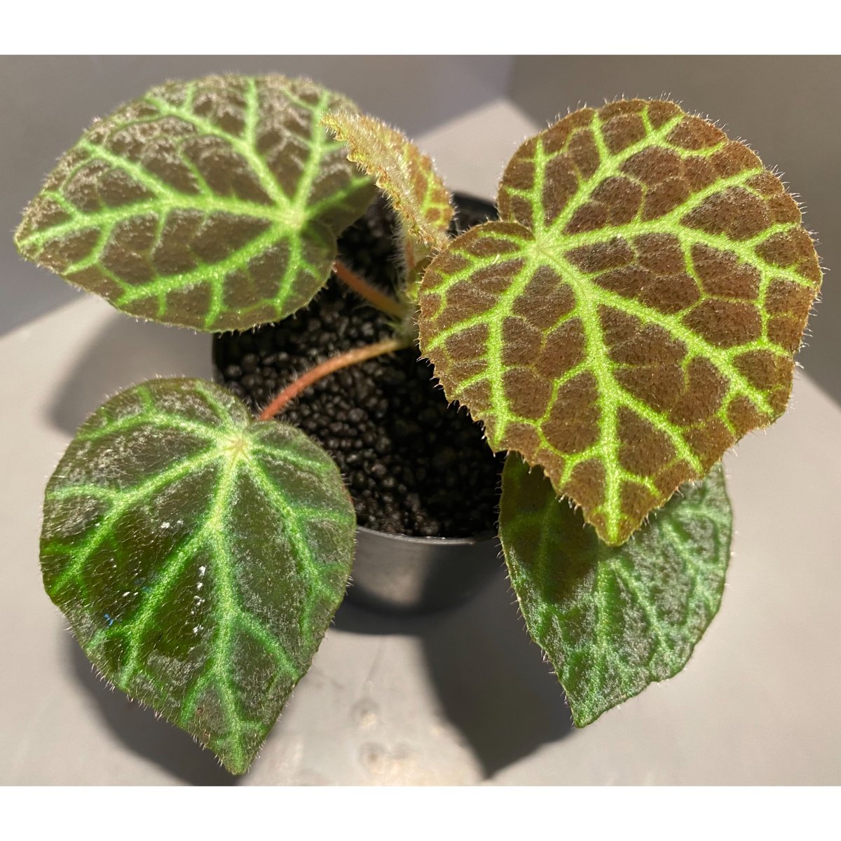 希少❣️Begonia sp. yuk ベゴニア テムユク 卵葉 特選株 希少