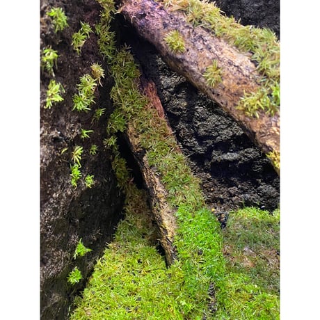 Moss from Ipoh State Malaysia