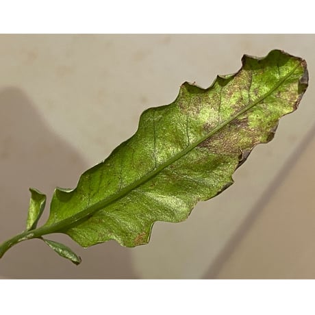 Bolbitis sinuosa from Philippines
