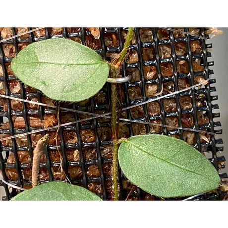 Ficus sp. from Murung raya [LA0515-05]