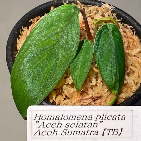 Homalomena plicata "Aceh selatan" Aceh Sumatra [TB]