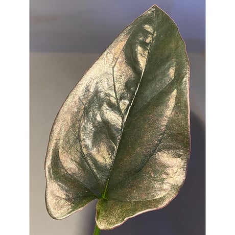 Syngonium sp. from Choco Colombia [tanakay]