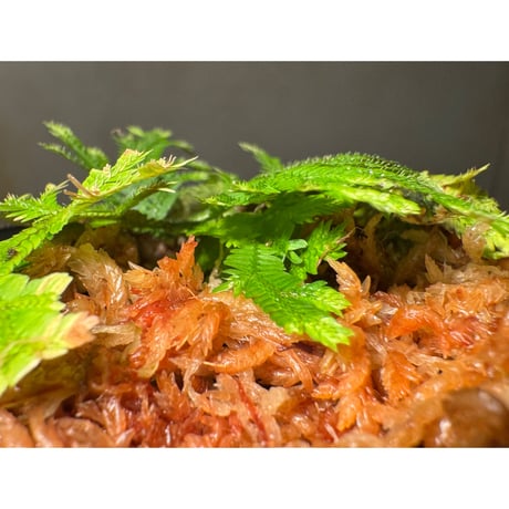 Selaginella biformis [STRINGE PLANTS]