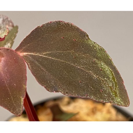 Melastoma sp. from Sibolga