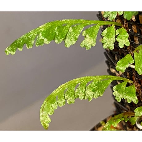 Teratophyllum aculeatum from Nanga pinoh [TB]