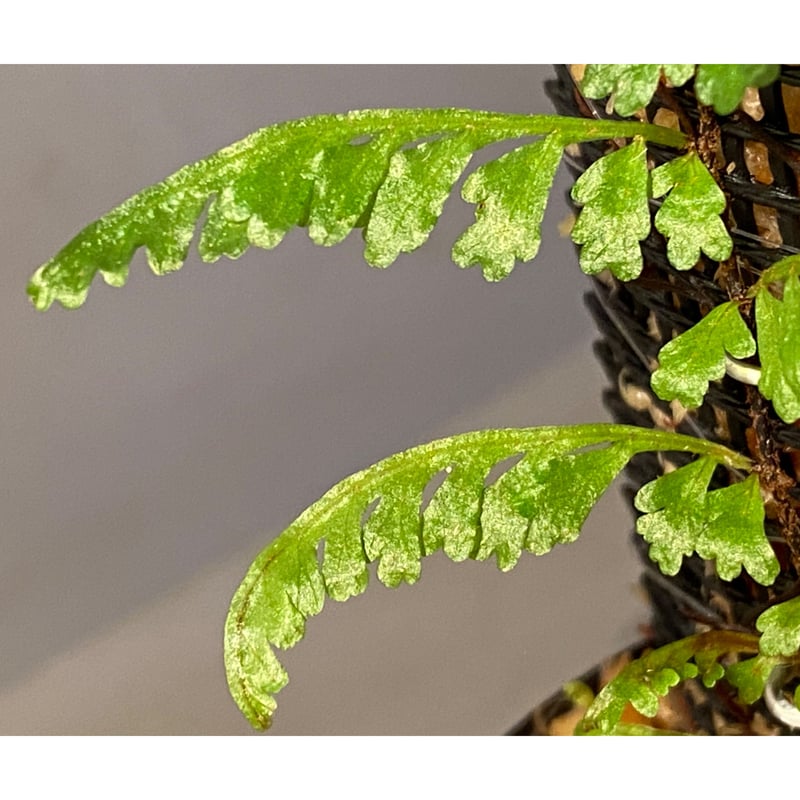 Teratophyllum aculeatum from Nanga pinoh [TB] |