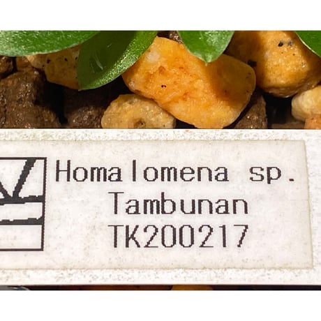 Homalomena sp. from Tambunan [TK200217] 本タグ付き