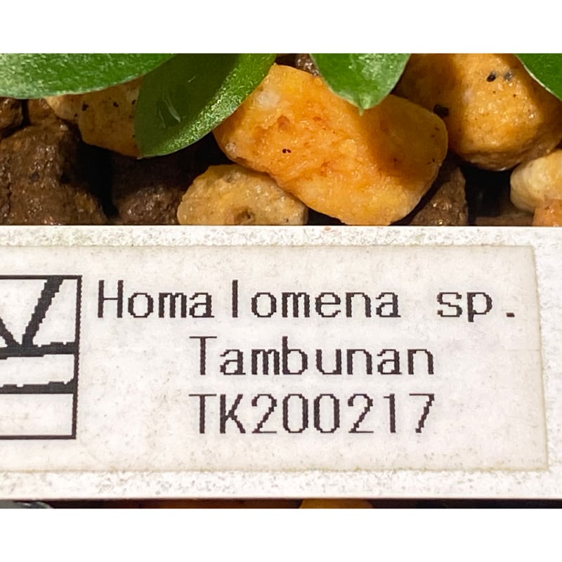 Homalomena sp. from Tambunan [TK200217] 本タグ付き |