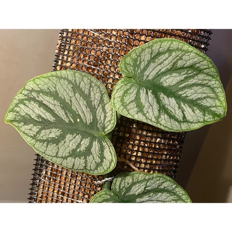 Monstera dubia