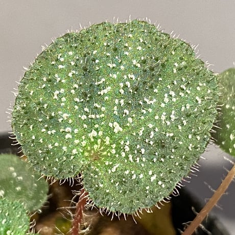 Begonia ningmingensis var. bella