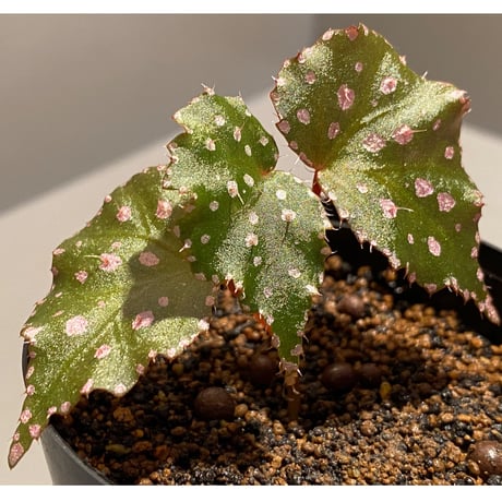 Begonia sp. from Muara Wahau [TB]