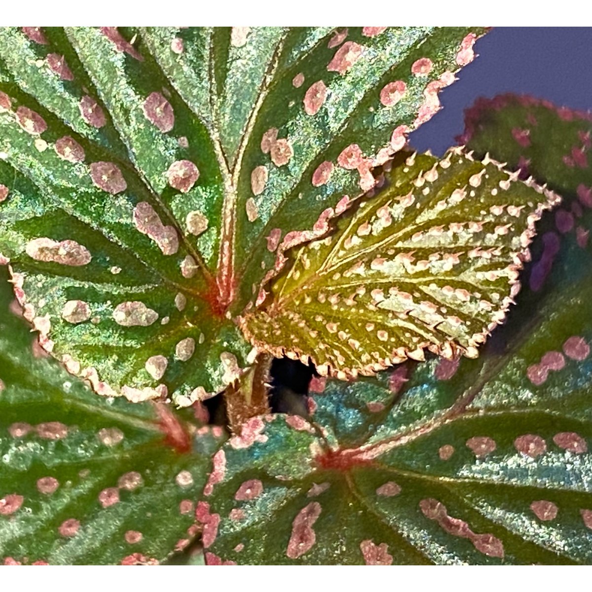 専用❣️Begonia Begonia Upright Double Superba Mix - Bulk Offer - 10 tubers
