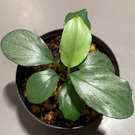 Homalomena sp. from Medan