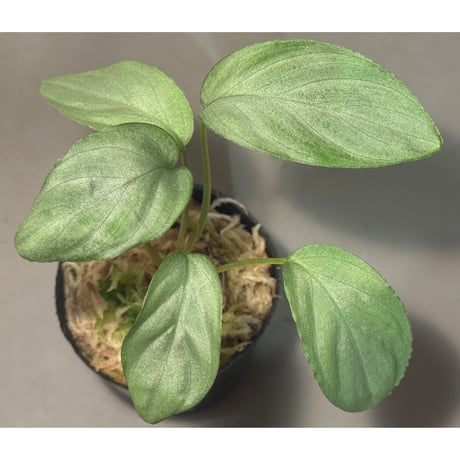 ホマロメナ | STORES