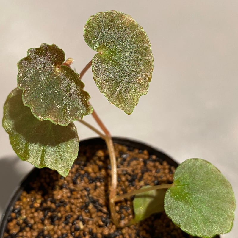 Begonia sp. from Borneo | M・R・G・R