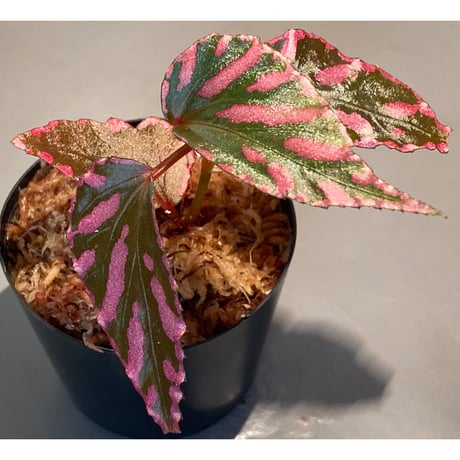 Begonia sp. ぼっち株 from Julau [R1214-01b]