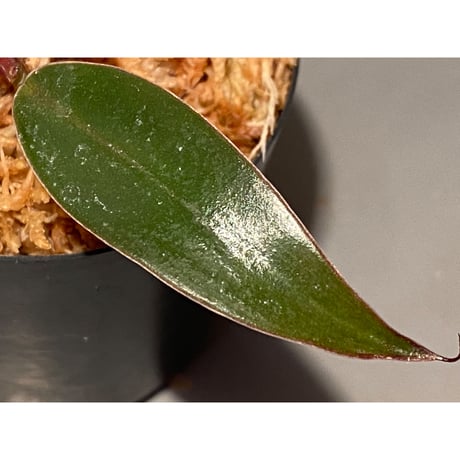 Philodendron sp. "Red Congo Compacta"