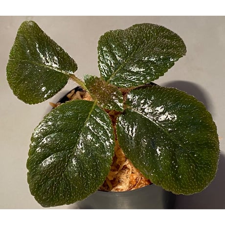 Unknown from Iquitos Peru [tanakay]