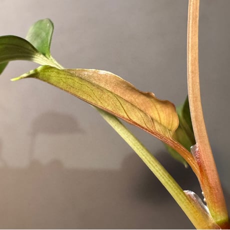 Homalomena sp. "Ultron Prime" from Riau Sumatera