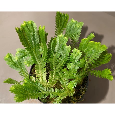 Selaginella sp. バリエガータ from "Nanga pinoh" [TB]