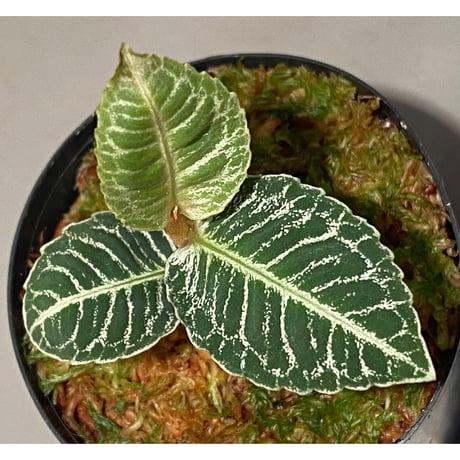 Ardisia sp. from Aceh Selatan [HW0816-03]