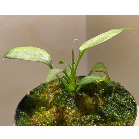 Homalomena sp. White leaf from "Pendang" Kal tengah [TB]