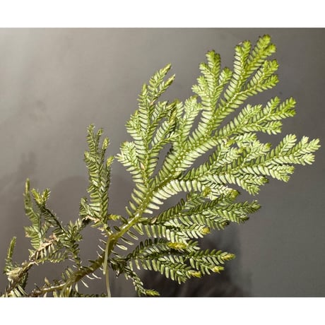 Selaginella sp. from Landak West Kalimantan