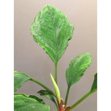 Homalomena sp. Green "Sabah-6" [R0515-03a]