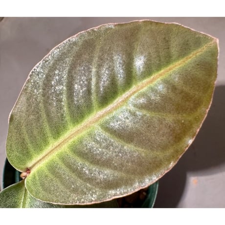 Ardisia sp. from Saripoi [LA0515-02]