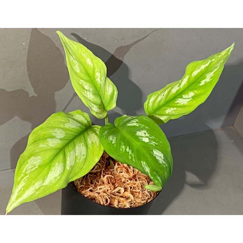 Homalomena sp.Riau sumatera【LA1119-01】大株 Homalomena sp.Riau sumatera white pattern - KZT PLANTS STORE