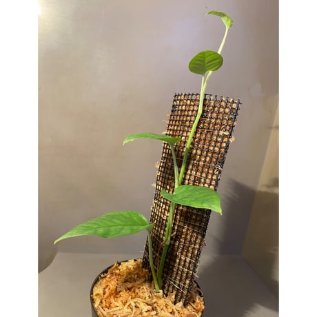 Philodendron sp. from Venezuela [tanakay]