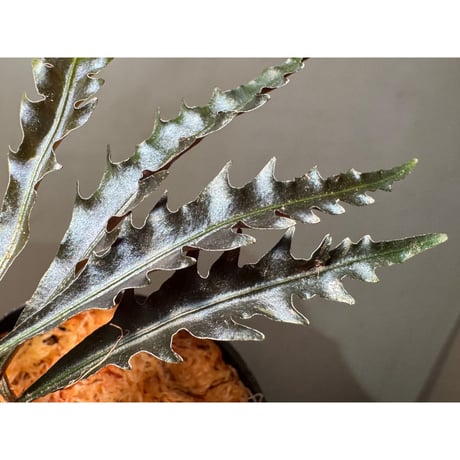 Labisia sp. from Jambi Sumatera ①